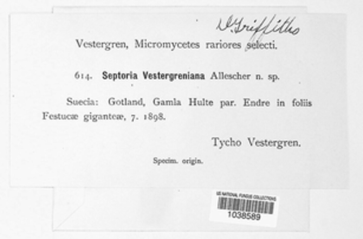 Septoria vestergreni image